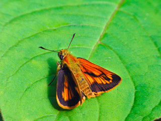Ocracea Skipper  - Ochlodes ochraceus - has perched of the leaf in Nagano prefecture, JAPAN.