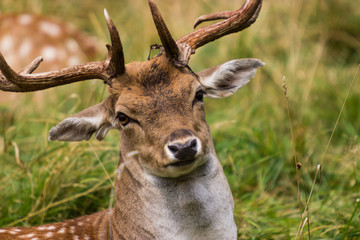 Deer stag in field portrait