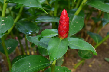  Red ginger planted in the garden begins to bloom in red.  Is a beautiful native plant There are bright colors as a covering of inflorescences. The real flower is small on top.