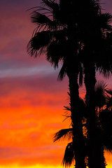 Obraz na płótnie Canvas Sunset Palms