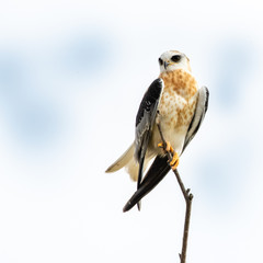 Juvenile White Tailed Kite (Elanus leucurus)  