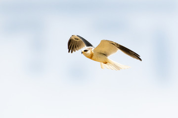 Juvenile White Tailed Kite (Elanus leucurus)  