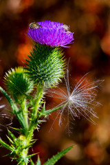 Thistle Bloom (Cirsium vulgare)