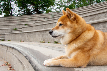 shiba inu relaxed while laying down on stiars