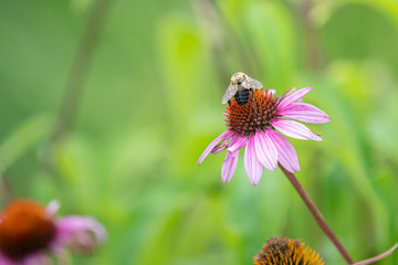 honey bee has landed on a flower