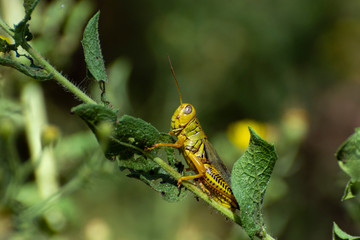 Green and yellow grasshopper on leaf