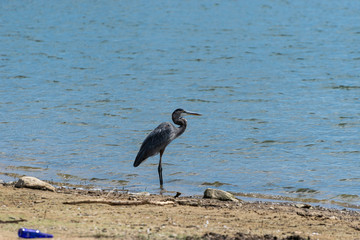 Great Blue Heron standing on shoreline