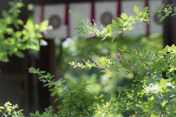 京都、梨木神社の神門の前に咲く萩の花です