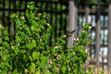 Ruby Throated Hummingbird with wings swept back