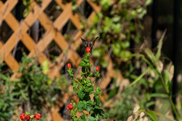 Ruby Throated Hummingbird behind red flower