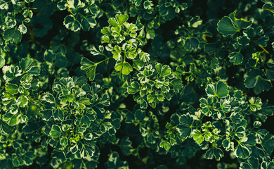 Green leaves pattern background