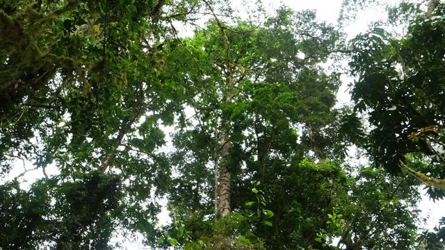 Mahogany tree, rain forest