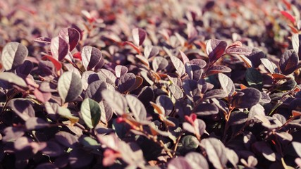 Chinese fringe flower tree beautiful leaves. Background image of nature about ecology
