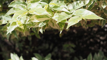 Tree with branches of Wrightia religiosa Benth. Lucky tree Mok