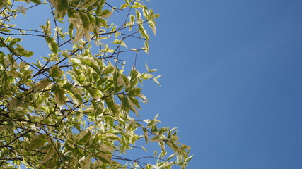 Tree with branches of Wrightia religiosa Benth. Ornamental Garden Decoration. The natural and eco environment is refreshing.