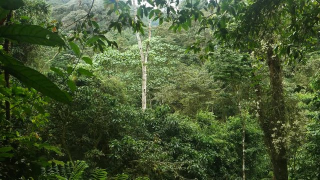 Rain forest, Bwindi, Uganda