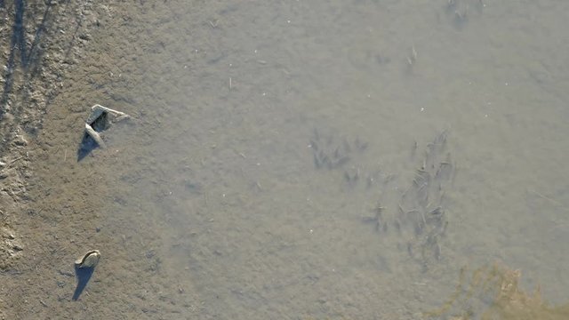 A school of killifish swim through the shallows of a marsh in Topsail Island, North Carolina. Killifish are a popular bait with fishermen.
