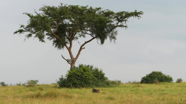 Olive baboon (Papio anubis), Uganda