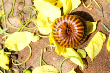 close up millipede rolling on yellow petal