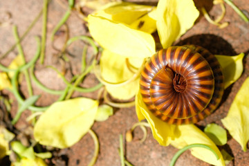 close up millipede rolling on yellow petal