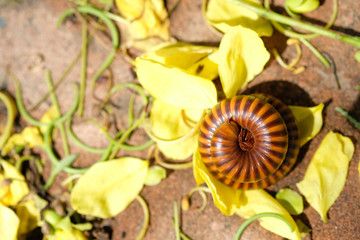 close up millipede rolling on yellow petal