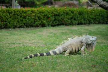 iguana laying on green grass field