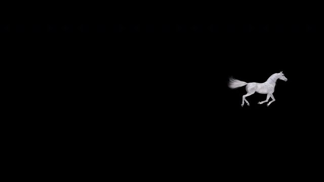 White horse galloping over screen as transition, background, intro, revealer or other decoration element. 