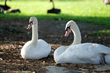 Couple white goose in a park