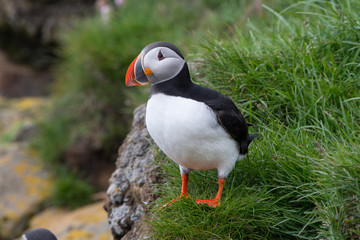 Atlantic Puffin on a Rock