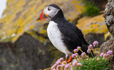 Atlantic Puffin on a Rock