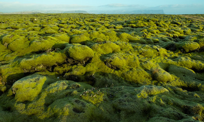 Mossy Lava Field In Iceland