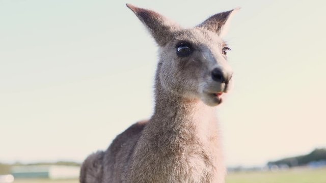 wildlife animal young child kid joey close up kangaroo Australian animal cinematic