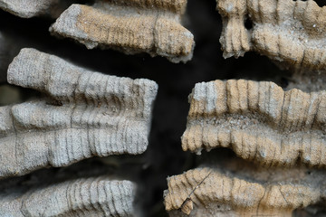 Close up trace of termite on teak stump in jungle