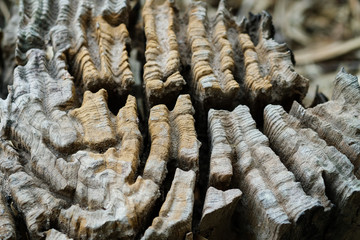 Close up trace of termite on teak stump in jungle