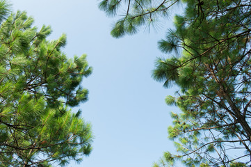 View of pine tree in evening light and shadow of leaves with blue sky background, looking up view, vintage tone