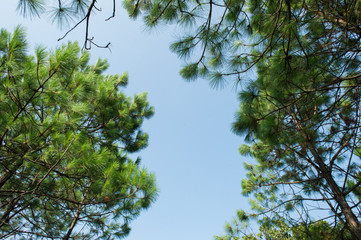 View of pine tree in evening light and shadow of leaves with blue sky background, looking up view, vintage tone