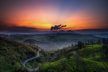 Cukul Tea Garden Landscape