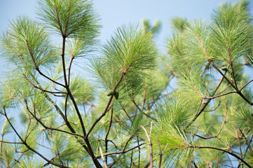 View of green pinecones on pine brunch with blue sky background