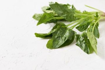a bunch of vegetable spinach. succulent leaves and stems of spinach grown organically. light background. copy space