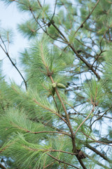 View of green pinecones on pine brunch with blue sky background