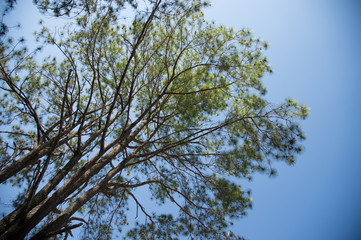 View of pine tree in evening light and shadow of leaves with blue sky background, looking up view