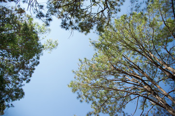 View of pine tree in evening light and shadow of leaves with blue sky background, looking up view