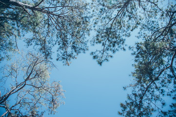 View of pine tree in evening light and shadow of leaves with blue sky background, looking up view