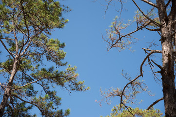 View of pine tree in evening light and shadow of leaves with blue sky background, looking up view