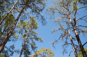 View of pine tree in evening light and shadow of leaves with blue sky background, looking up view