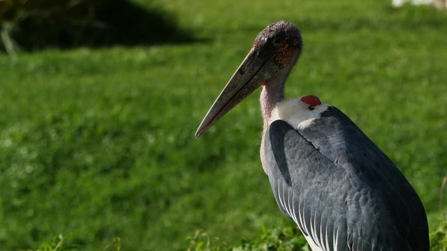 Marabou stork grooming
