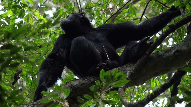 Chimpanzee with an erect penis, 4k.