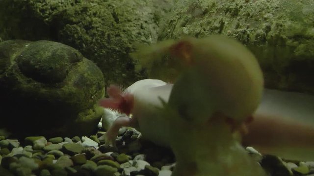 Two Axoloti swimming in dark waters