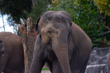 Fototapeta na wymiar Asian Elephant Portrait
