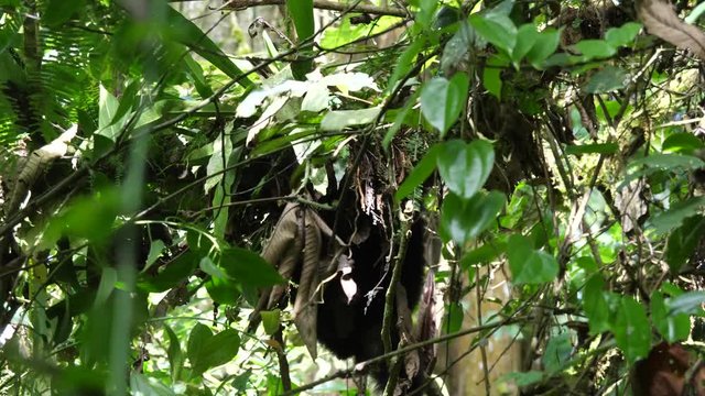 Mountain gorilla baby climbing, Bwindi, Uganda